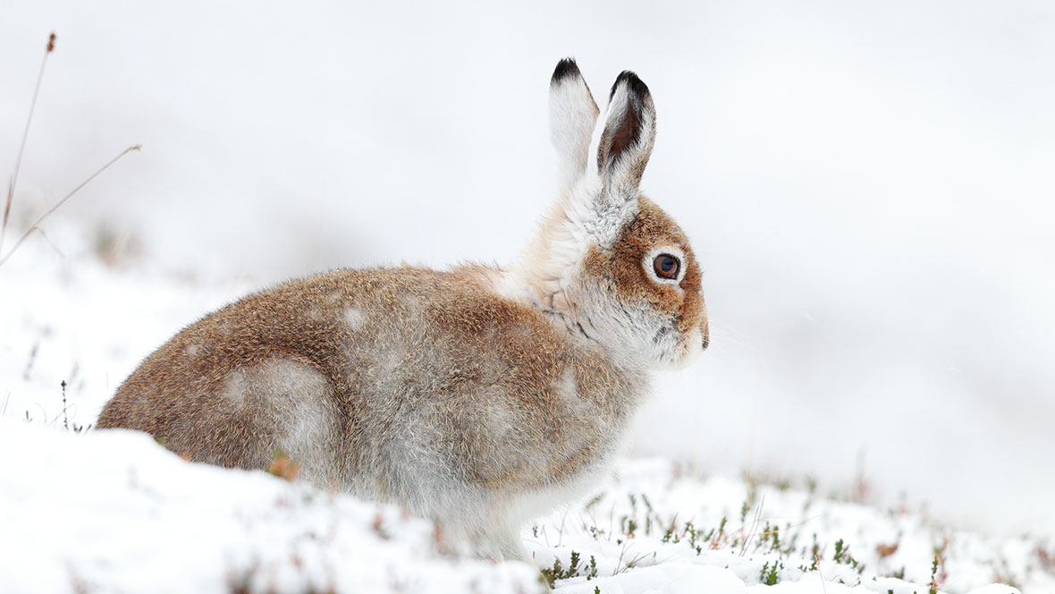 Osterhase