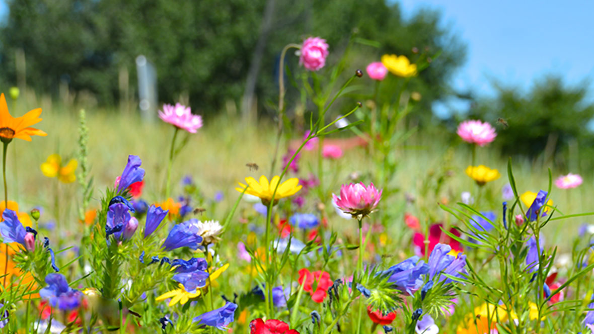 DoNotUse! Flowers_Newsletter2018