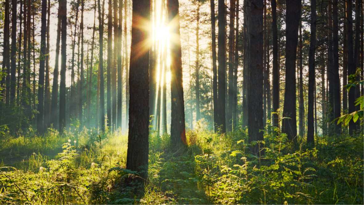 Environment image trees