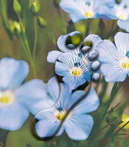 CO2-neutrales Linoleum - Marmoleum