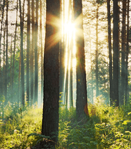 Marmoleum Neutralne dla srodowiska