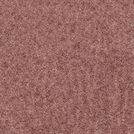 s482016 Penang coral