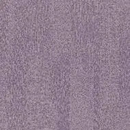 t382027 Penang orchid