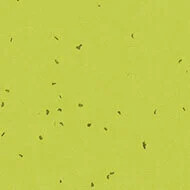 50214 lime