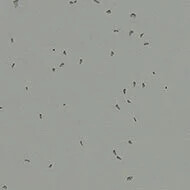 50216 pigeon