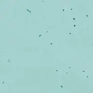 50218 spearmint