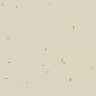 50221 linen