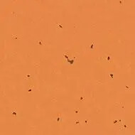 50227 safflower