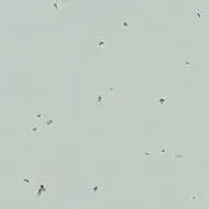 50229 morning dew