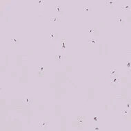 50234 lilac